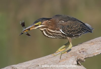 Green Heron with large Dragonfly