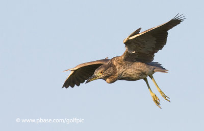 Black-crowned Night Heron (juvenile)