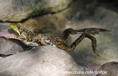 Frog leaps for a juicy yellow jacket