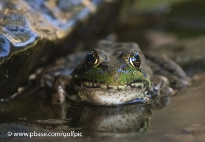 Frog smile