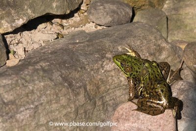 Frogs eyeing yellow jackets, a predatory wasp.