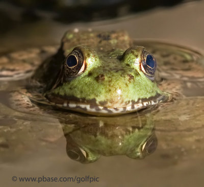Frog reflection
