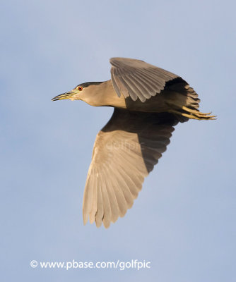 Black-crowned Night Heron