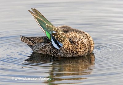 Blue Wing Teal wing colours