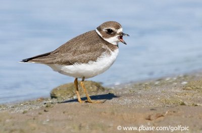 Semi-Palmated Plover