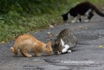 Three of the five apparently abandonned cats enjoy a roadside snack