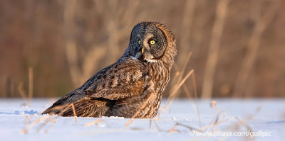 Great Gray Owl