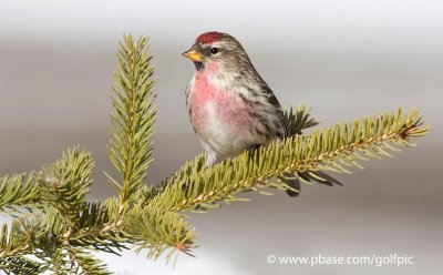 Common Redpoll (male)