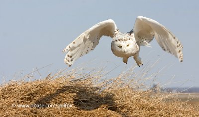 Snowy Owl