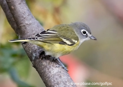 Blue-Headed Vireo