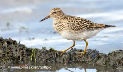 Pectoral Sandpiper