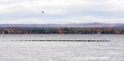 Large flock of 200+ Brant on the Ottawa River