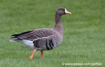 Greater White-Fronted Goose