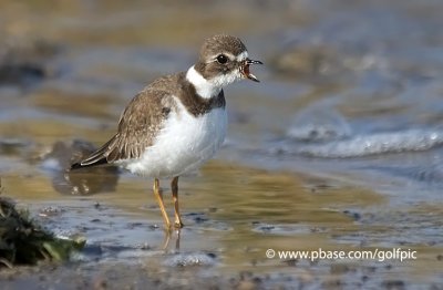 Semi-Palmated Plover