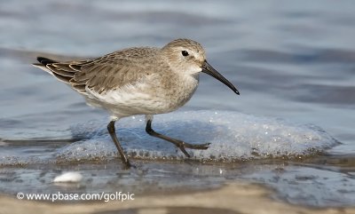 Dunlin