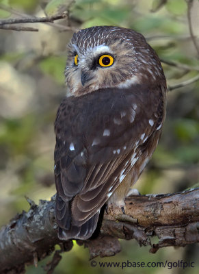 Northern Saw-whet Owl