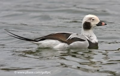 Long-tailed Duck