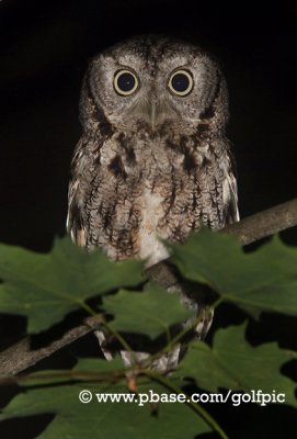 Eastern Screech Owl