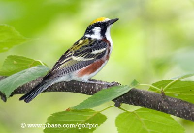 Chestnut-sided Warbler