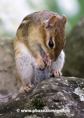 Chipmunk grooming