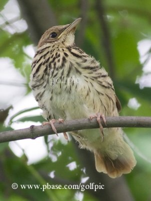 Brown Thrasher (juvenile)