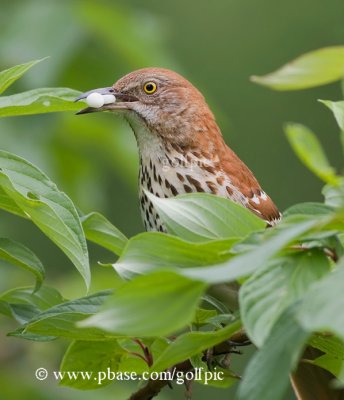 Brown Thrasher with berries