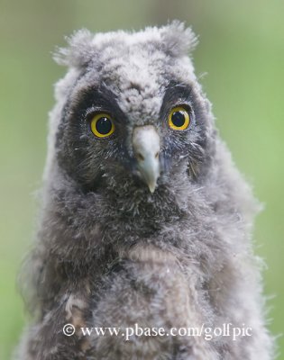 Long-eared Owl juvenile