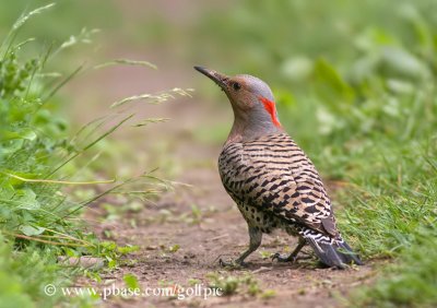 Northern Flicker