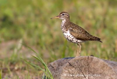 Spotted Sandpiper