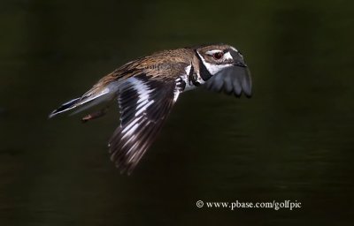 Kildeer in flight