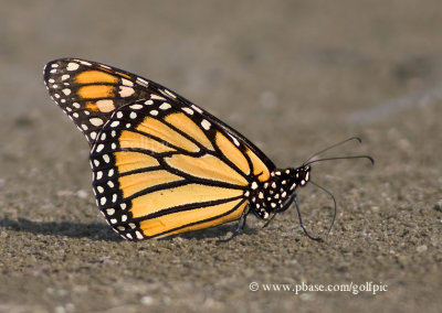 Monarch on the sand