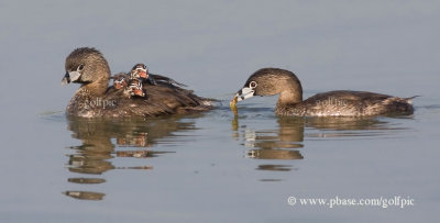 Pied-billed Grebe family (Aquaview pond)