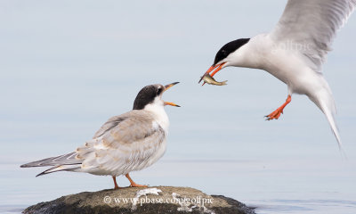 Common Tern feeding