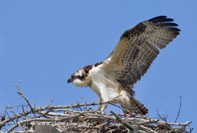 Juvenile Osprey stretches wing