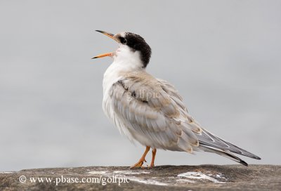 Juvenile Common Tern