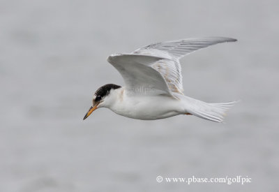 Juvenile Common Tern