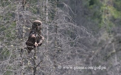 Great Gray Owl