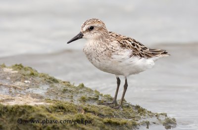 Semi-Palmated Sandpiper