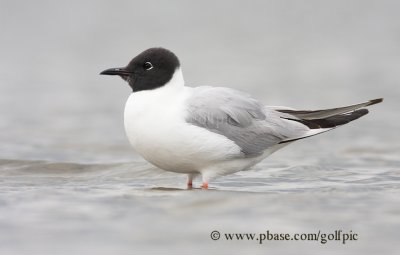 Bonaparte's Gull (adult in breeding plumage)