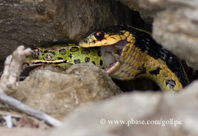 Garter snake and Leopard frog lunch
