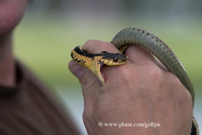 Garter Snake bite