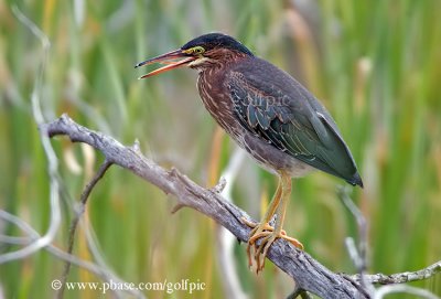 Green Heron