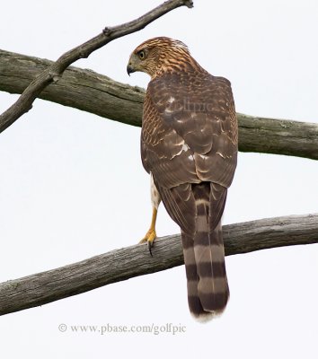 Coopers Hawk