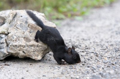 Black Chipmunk