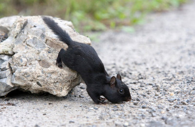 blackchipmunk20101xpotn.jpg