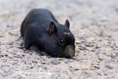 Black Chipmunk story in the paper