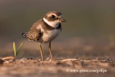 Semi-Palmated Plover