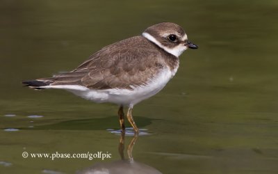 Semi-Palmated Plover