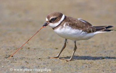 Semi-Palmated Plover and dinner