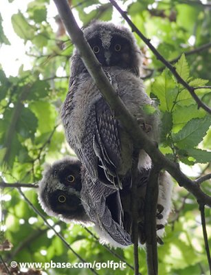 Long-eared Owlets